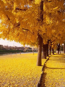 Ginkgo_biloba._filare